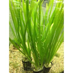Vallisneria Spiralis 2