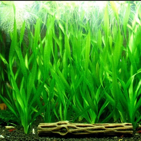 Vallisneria Spiralis