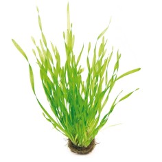 Vallisneria Tortifolia