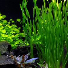 Vallisneria Tortifolia 2
