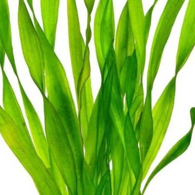 Vallisneria Tortifolia
