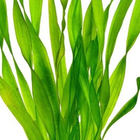 Vallisneria Tortifolia