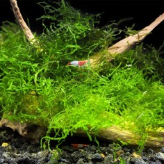 Vesicularia Dubyana 2