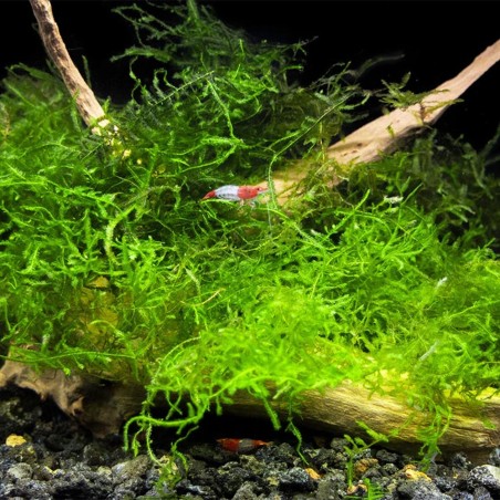 Vesicularia Dubyana