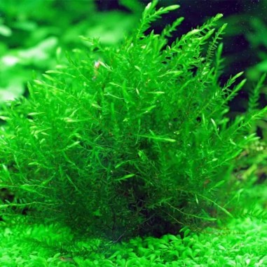 Vesicularia Dubyana