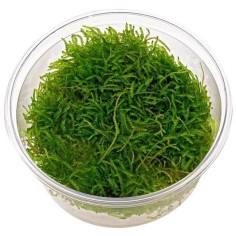 Vesicularia Ferriei Weeping in Vitro
