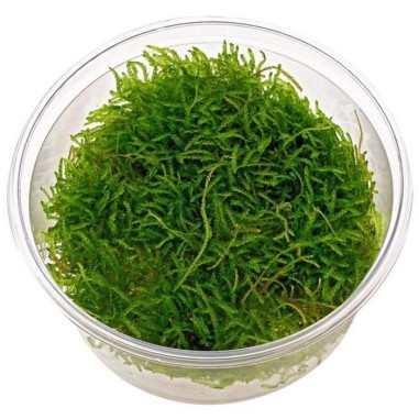 Vesicularia Ferriei Weeping in Vitro