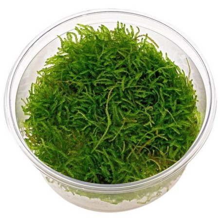Vesicularia Ferriei Weeping in Vitro