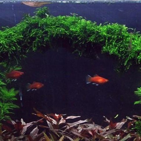 Vesicularia Ferriei Weeping in Vitro