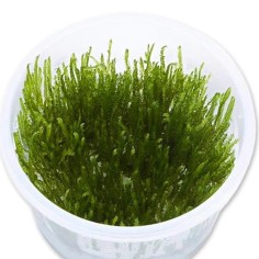 Vesicularia Reticulata (Erect Moss) in Vitro