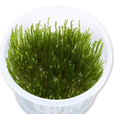 Vesicularia Reticulata (Erect Moss) in Vitro