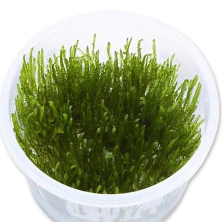 Vesicularia Reticulata (Erect Moss) in Vitro