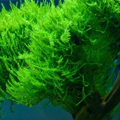 Vesicularia Reticulata (Erect Moss) in Vitro 2