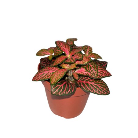 Fittonia Albivenis 'Forest Flame' (Red)