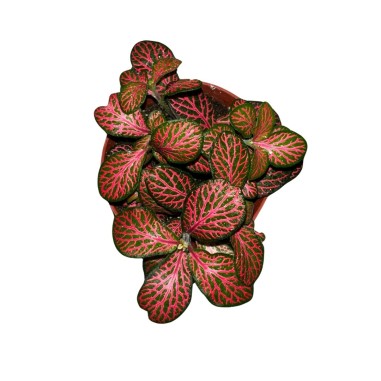 Fittonia Albivenis 'Forest Flame' (Red)