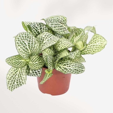 Fittonia albivenis 'White Tiger' (White / Green)