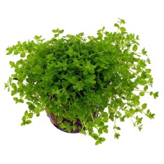 Micranthemum Micranthemoides (Glomeratum)