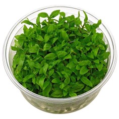 Staurogyne Repens in vitro