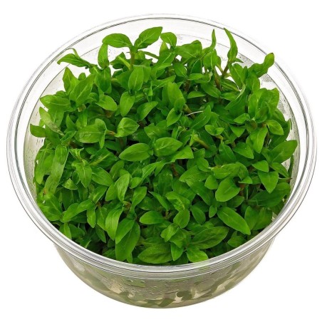 Staurogyne Repens in vitro