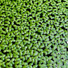 Lemna minor