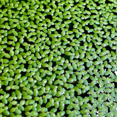 Lemna minor
