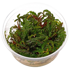 Hygrophila Pinnatifida in vitro