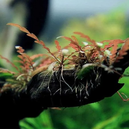 Hygrophila Pinnatifida in vitro