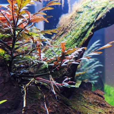 Hygrophila Pinnatifida in vitro