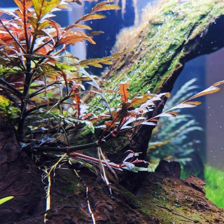 Hygrophila Pinnatifida in vitro