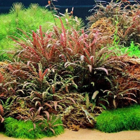 Hygrophila Pinnatifida in vitro