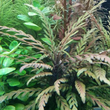 Hygrophila Pinnatifida in vitro