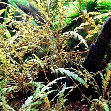 Hygrophila Pinnatifida in vitro