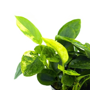 Anubias Nana 'Marble'