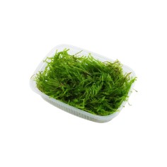 Muschio Weeping Moss (Vesicularia Ferriei) - Porzione