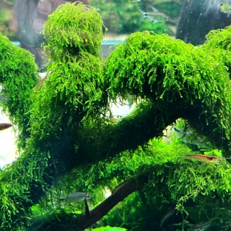 Muschio Weeping Moss (Vesicularia Ferriei) - Porzione