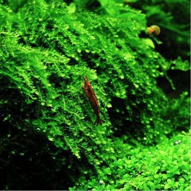 Muschio Weeping Moss (Vesicularia Ferriei) - Porzione