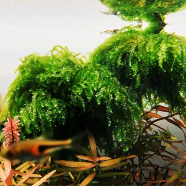 Muschio Weeping Moss (Vesicularia Ferriei) - Porzione