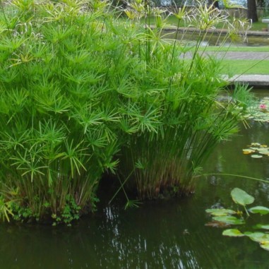 Cyperus Alternifolius