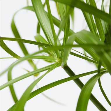 Cyperus Alternifolius
