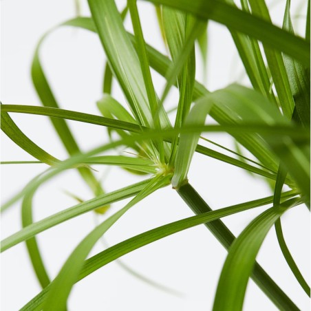 Cyperus Alternifolius Cyperus Alternifolius