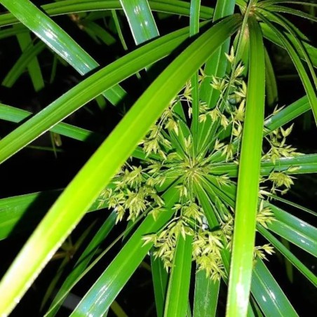 Cyperus Alternifolius Cyperus Alternifolius