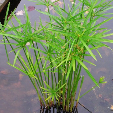 Cyperus Alternifolius
