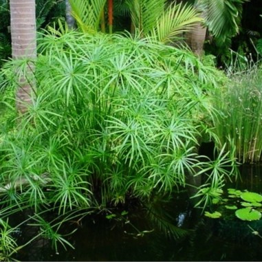 Cyperus Alternifolius