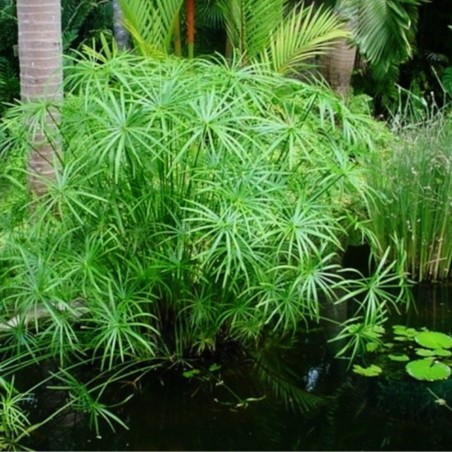 Cyperus Alternifolius Cyperus Alternifolius