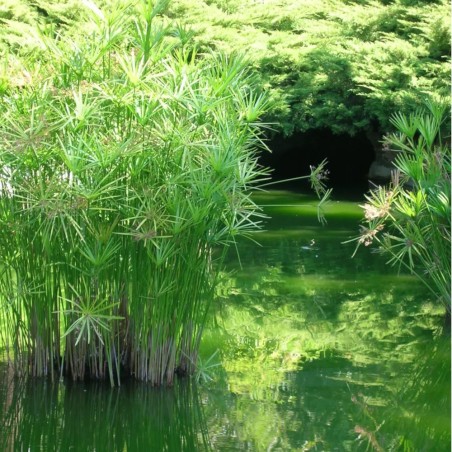 Cyperus Alternifolius Cyperus Alternifolius