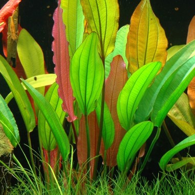 Echinodorus 'Red Diamond'
