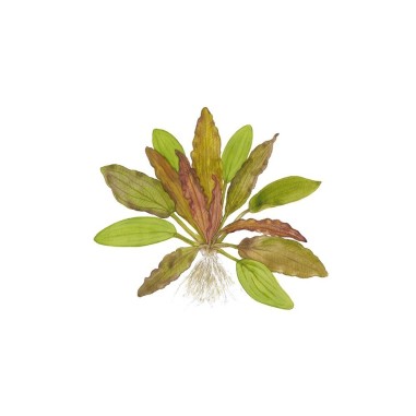 Echinodorus 'Red Diamond'
