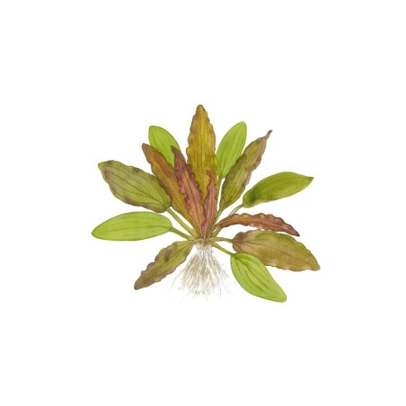 Echinodorus 'Red Diamond'