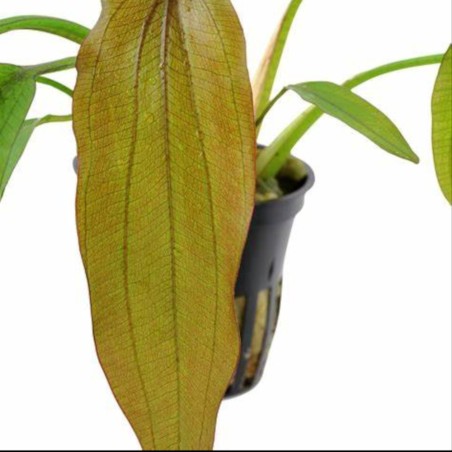 Echinodorus 'Red Diamond'