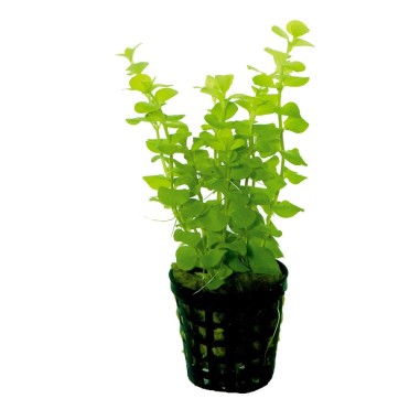 Lysimachia nummularia 'Aurea'
